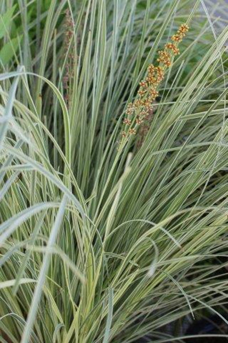 Platinum Beauty® Mat Rush (Lomandra)