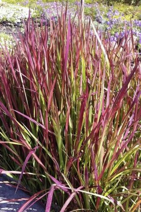 Japanese Blood Grass