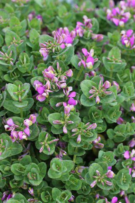 Petite Butterflies Dwarf Sweet Pea Shrub