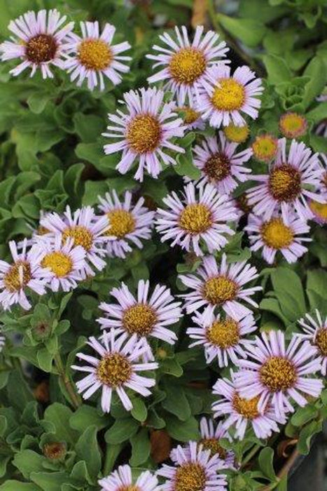 Cape Sebastian Seaside Daisy