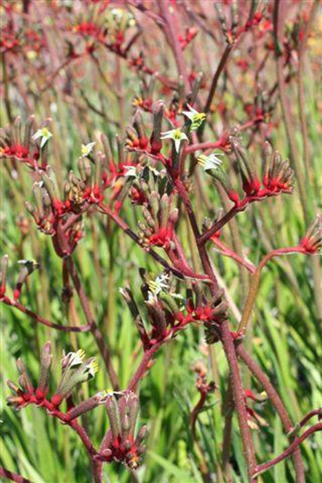 Regal Velvet Kangaroo Paw