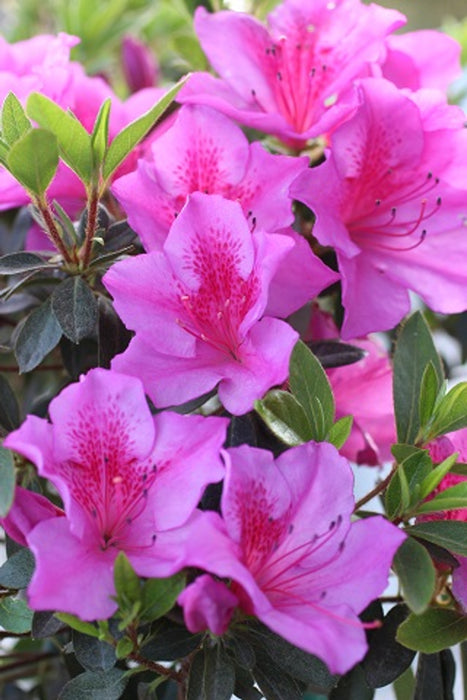 Formosa Azalea