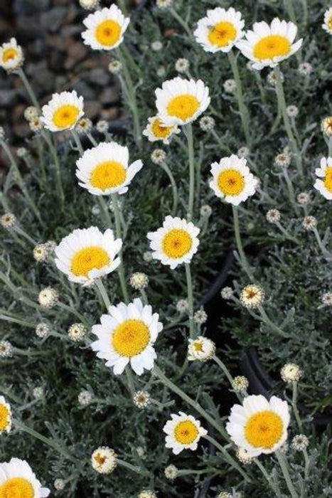 Moroccan Daisy