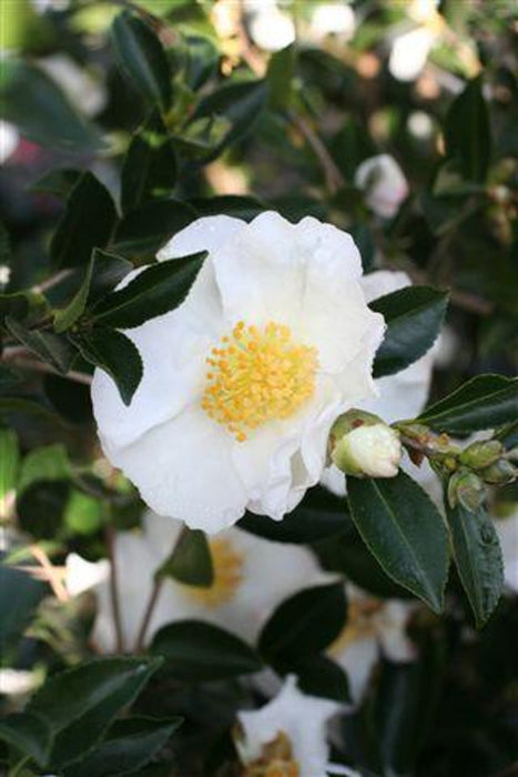 Setsugekka Camellia