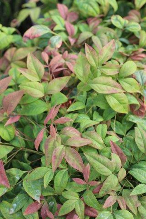 Blush Pink™ Heavenly Bamboo (Nandina)