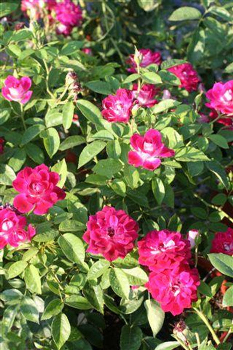 Burgundy Iceberg Rose