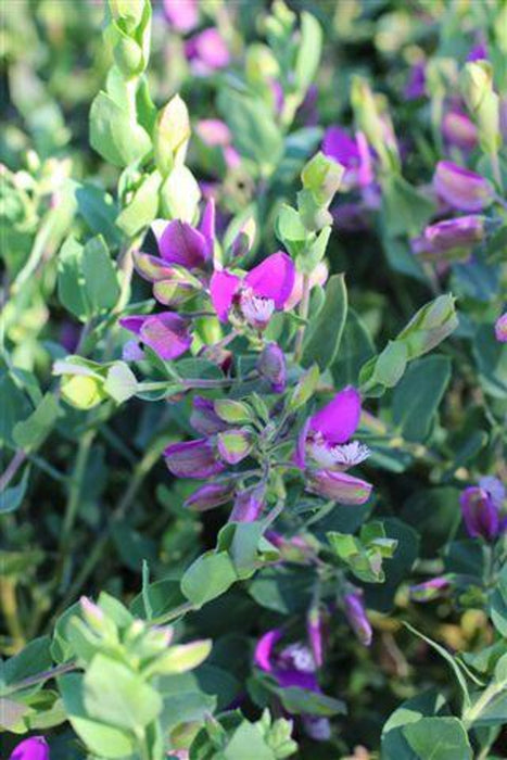 Sweet Pea Shrub