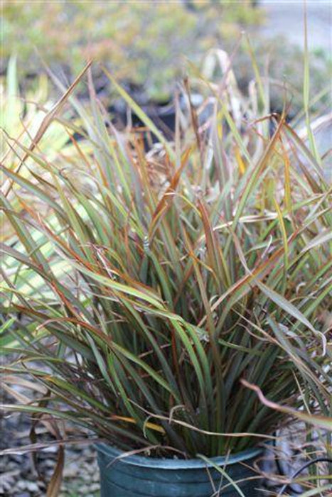 Jack Spratt New Zealand Flax