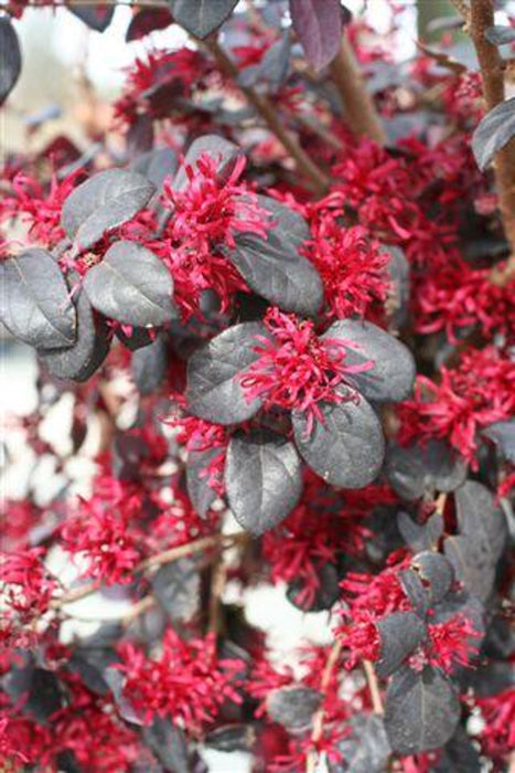 Ever Red® Fringe Flower (Loropetalum)