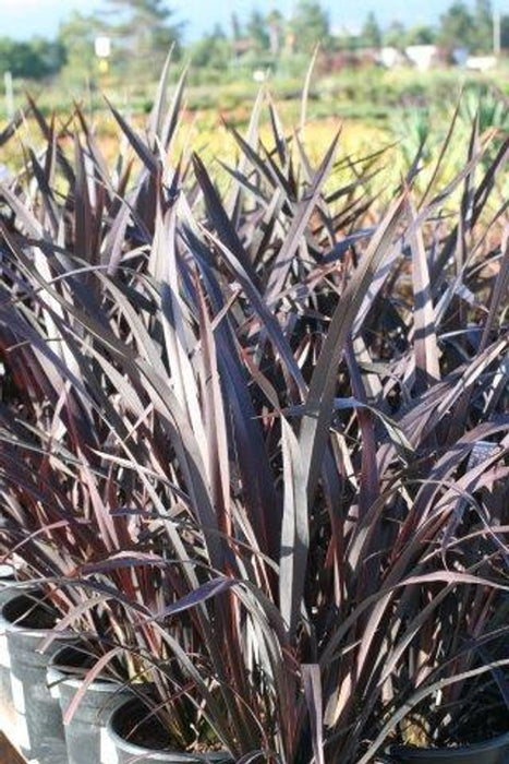 Mat's Merlot New Zealand Flax