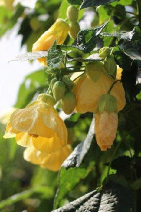 Moonchimes Flowering Maple (Abutilon)