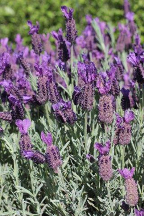 Anouk Spanish Lavender