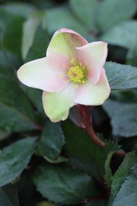 Pink Frost Hellebore