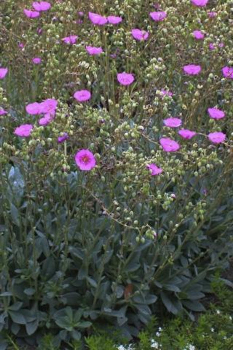 Rock Purslane