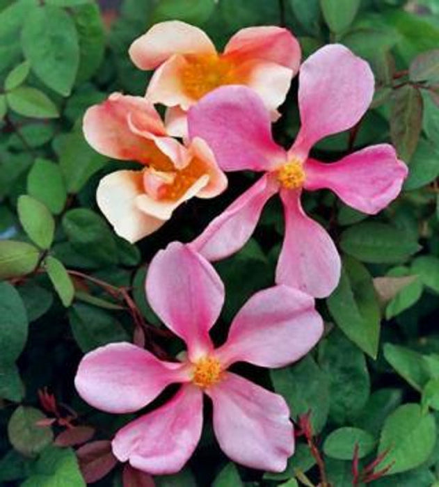 Mutabilis China Rose