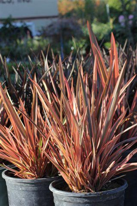 Rainbow Queen New Zealand Flax