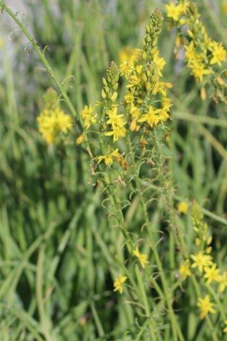 Yellow Bulbine