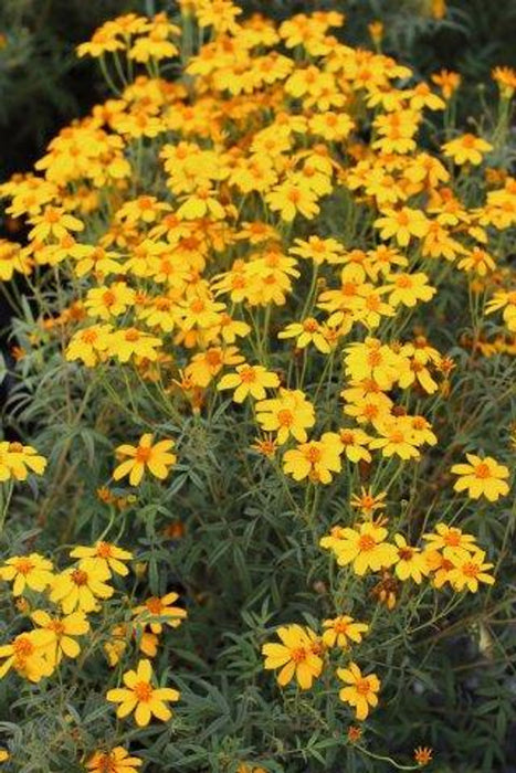 Mexican Marigold