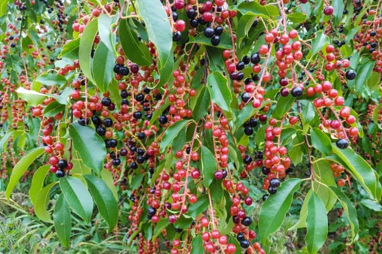 Black Republican Cherry Tree