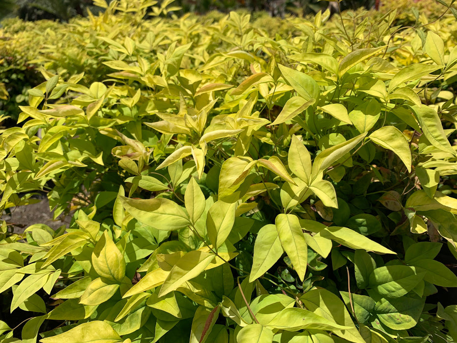 Dwarf Purple Heavenly Bamboo