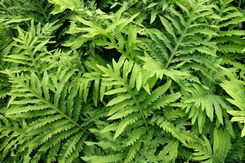 Sensitive Fern