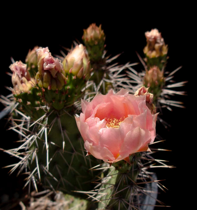 Grand Mesa Peach Prickly Pear Cactus