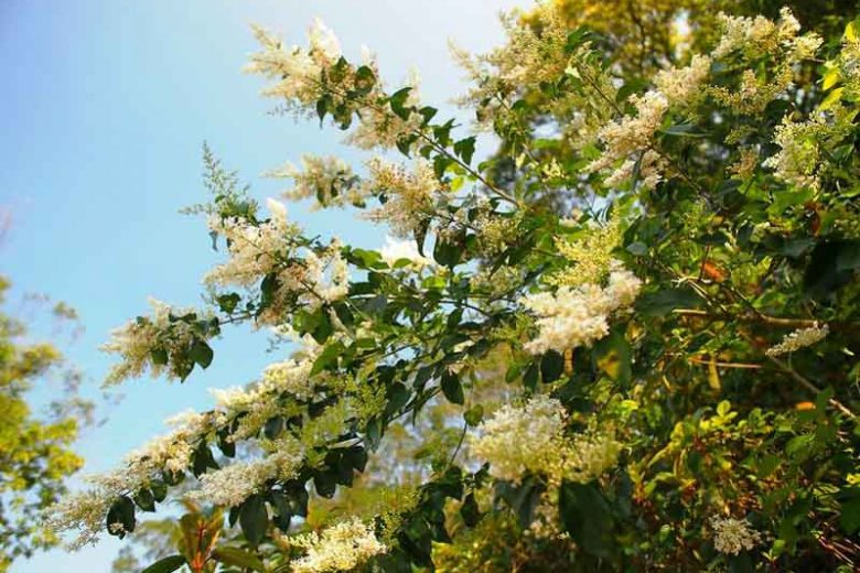 Fragrant Tea Olive Tree