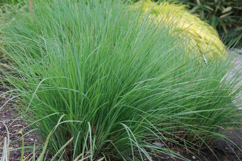 Little Bluestem Grass