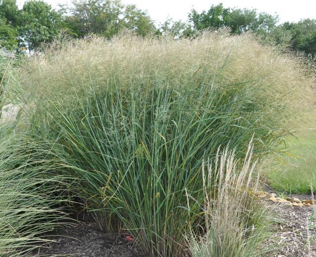 Cloud Nine Switchgrass