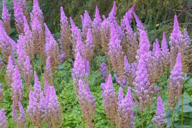 Purple Candles Astilbe