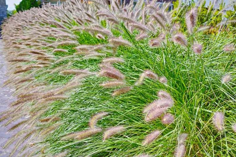 Cassian Fountain Grass