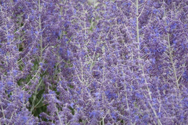 Little Spire Russian Sage