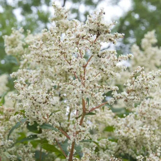 White Fleece Flower