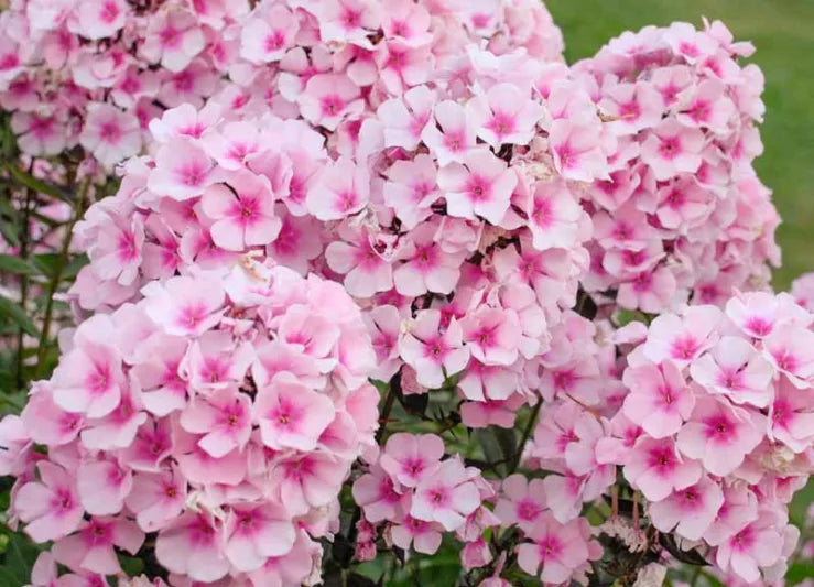 Bright Eyes Garden Phlox