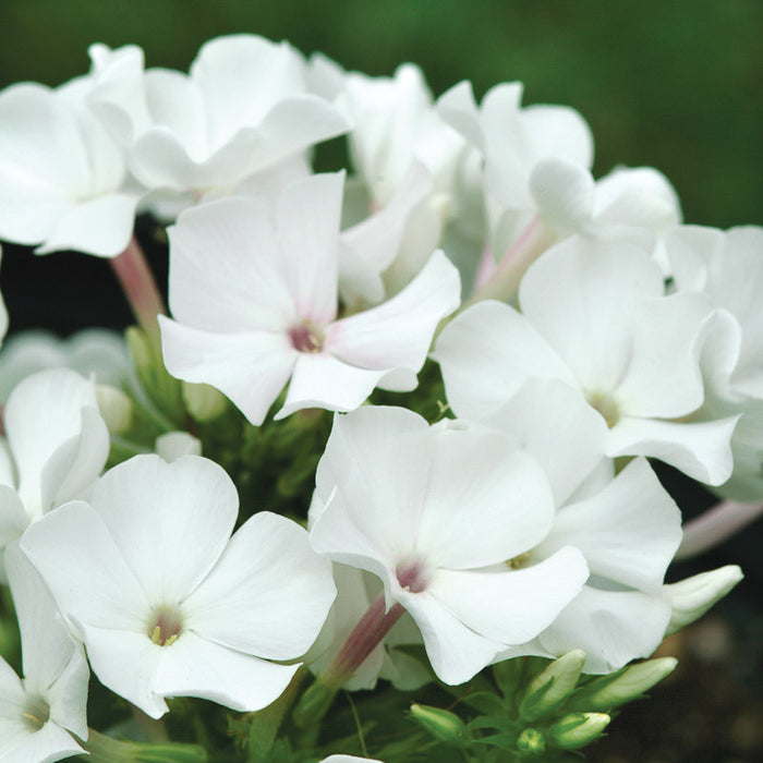 Super Ka-Pow™ White Phlox