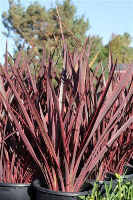 Guardsman New Zealand Flax