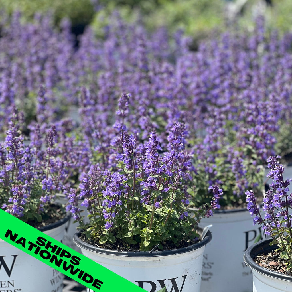 Cat's Pajamas' Catmint  Buy Proven Winners Plants Online – Proven