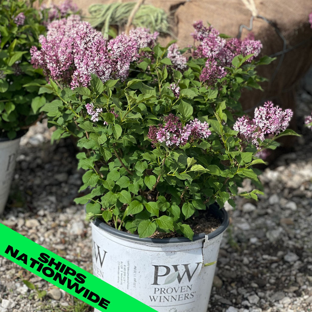 Baby Kim Lilac (1.5-2ft) – Gardens of the World