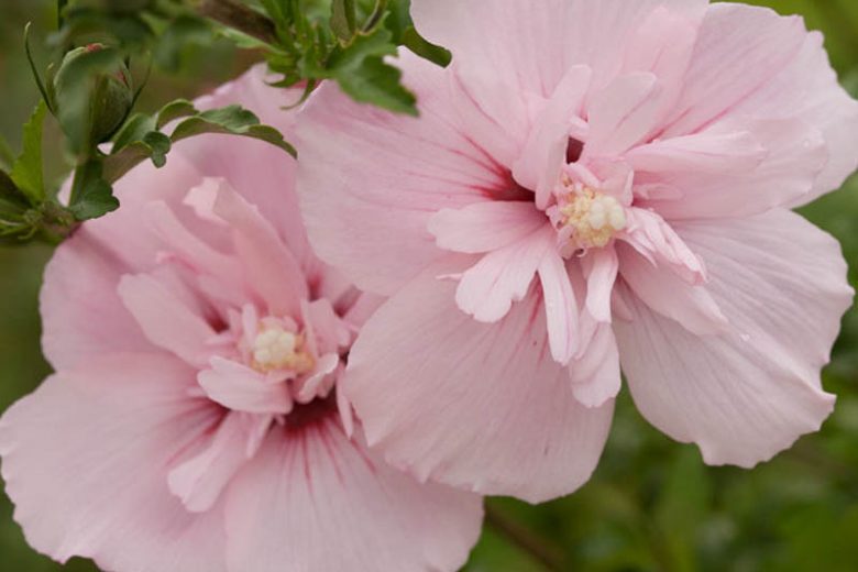 Pink Chiffon Rose Of Sharon