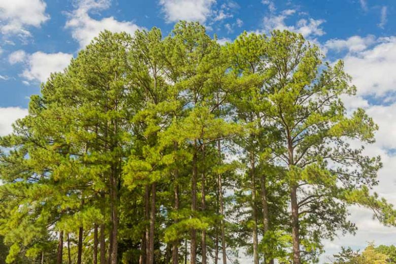 XL Loblolly Pine