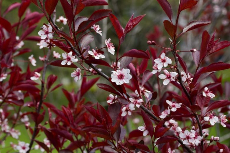 Purple Leaf Sand Cherry