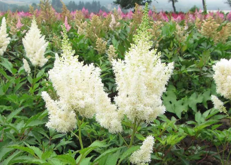 White Gloria Astilbe