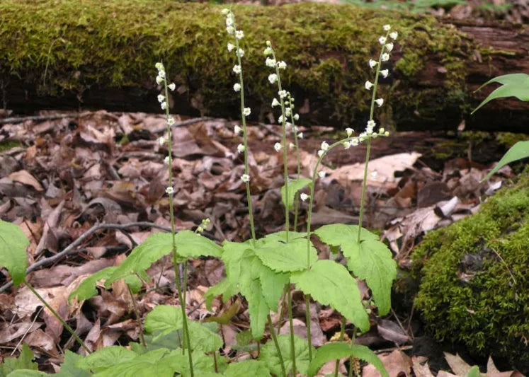 Bishop's Cap