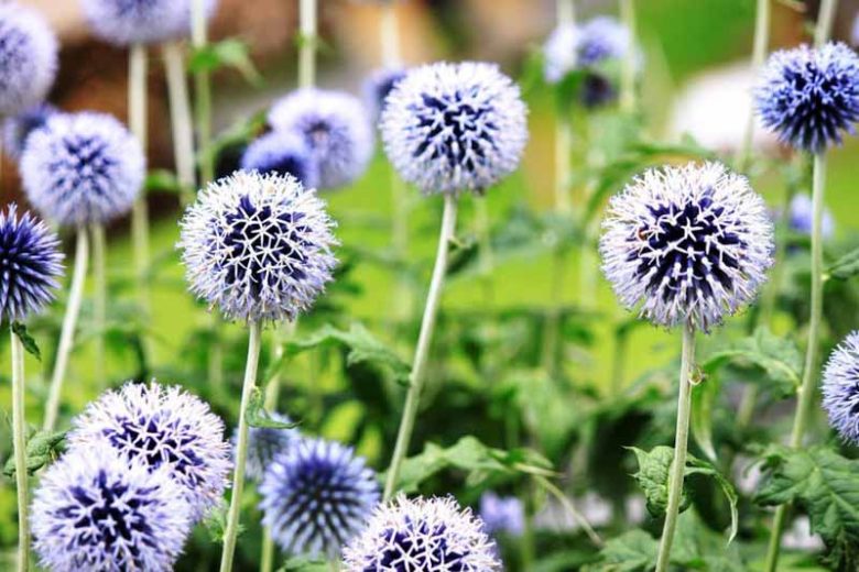 Blue Globe Thistle