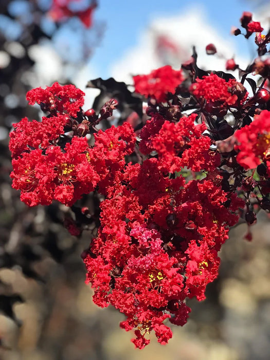 Black Diamond Red Hot Crape Myrtle