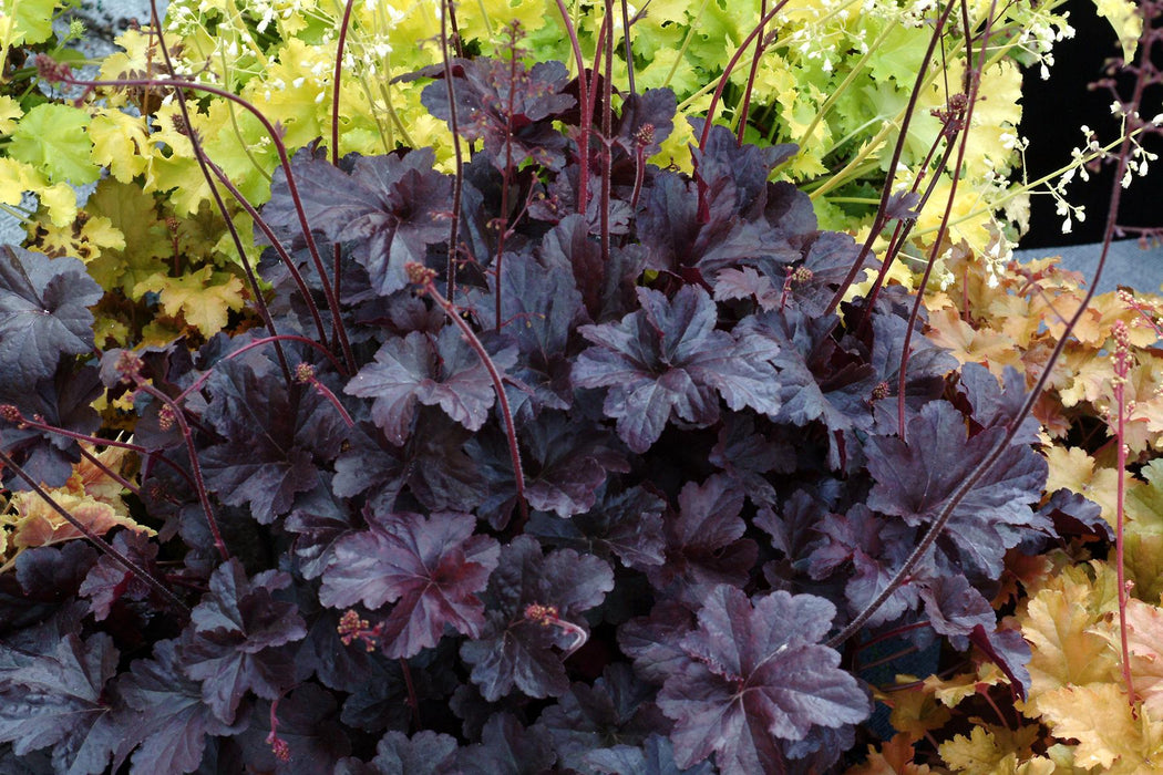 Obsidian Coral Bells