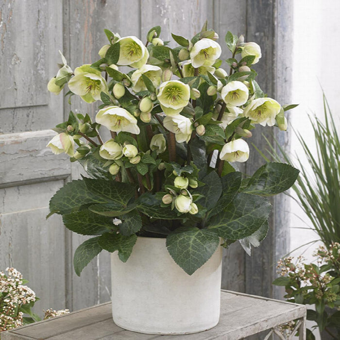 FrostKiss™ Moondance® Hellebore