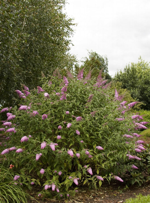 Pink Delight Butterfly Bush