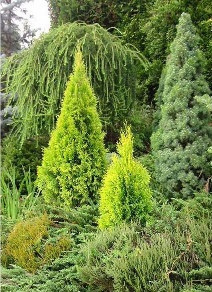 Highlights™ Arborvitae — Gardens of the World