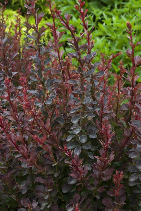 Royal Burgundy Japanese Barberry